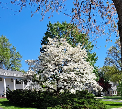 wh dogwood m.jpg
